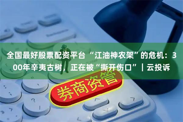 全国最好股票配资平台 “江油神农架”的危机：300年辛夷古树，正在被“撕开伤口”｜云投诉